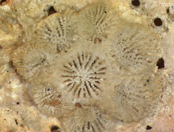 Media type: image; Invertebrate Zoology CNID-5191